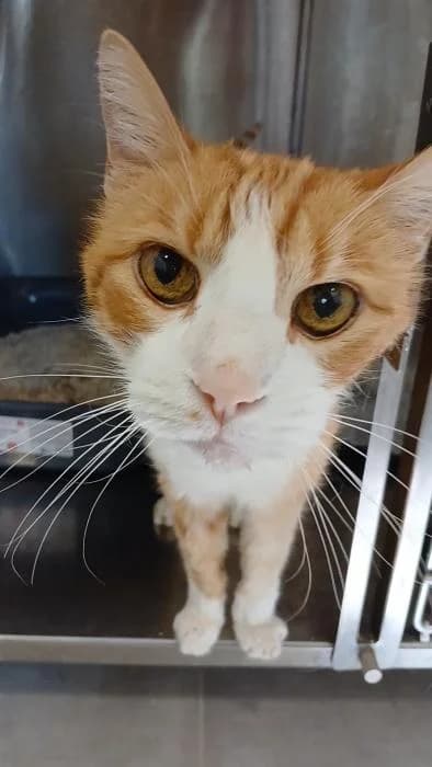 Malpario, male 7yo European Shorthair for adoption at Rivanimal (Rivas-Vaciamadrid), Rivas-Vaciamadrid