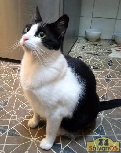 Chiquitito, male 3yo European Shorthair for adoption at Sálvanos Protectora