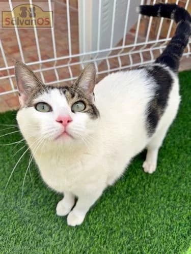 Misi, female 5yo European Shorthair for adoption at Sálvanos Protectora