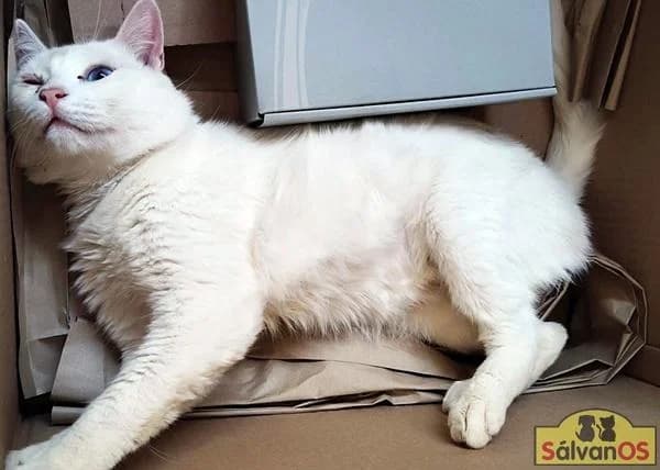 Nieve, male 5yo European Shorthair for adoption at Sálvanos Protectora