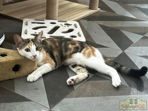 Lira (camada angélica), female puppy European Shorthair for adoption at Sálvanos Protectora