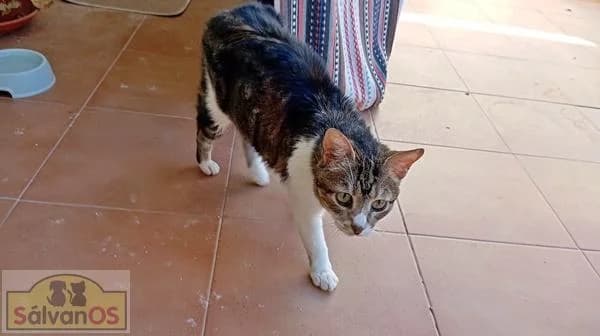Gordi de palmiro, male senior European Shorthair for adoption at Sálvanos Protectora