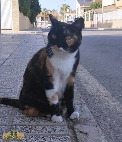 Linda, female young European Shorthair for adoption at Sálvanos Protectora