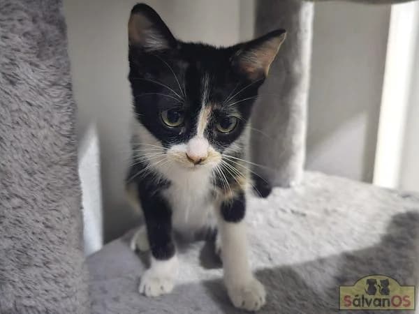 Josy, female puppy European Shorthair for adoption at Sálvanos Protectora