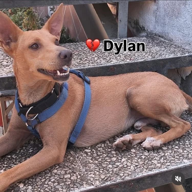 Dylan, male Podenco for adoption at Salvemos Podencos, Granada/Barcelona