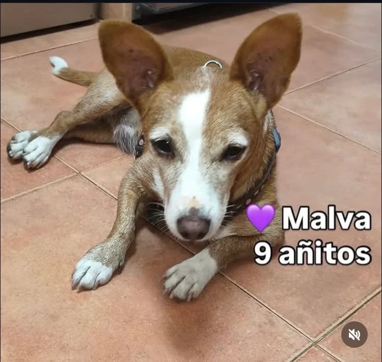 Malva, female Podenco for adoption at Salvemos Podencos, Granada/Barcelona