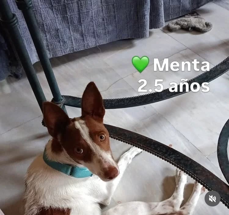 Menta, female Podenco for adoption at Salvemos Podencos, Granada/Barcelona