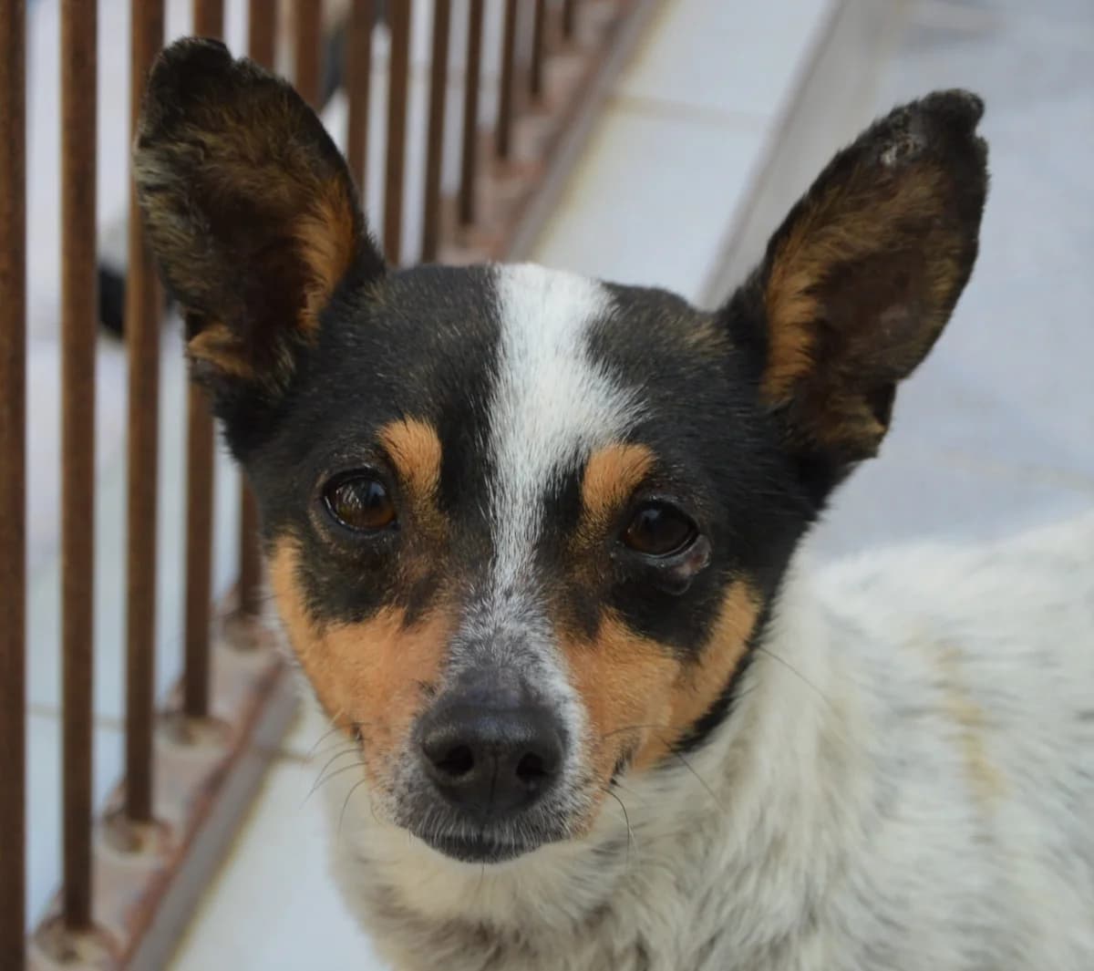 TITCH, male 3yo Mixed Breed for adoption at SAT Animal Rescue Torrevieja