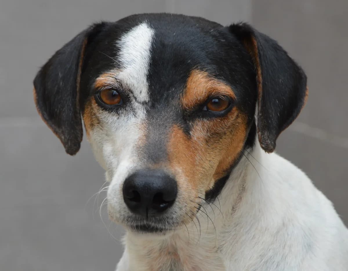 KEN, male Mixed Breed for adoption at SAT Animal Rescue Torrevieja