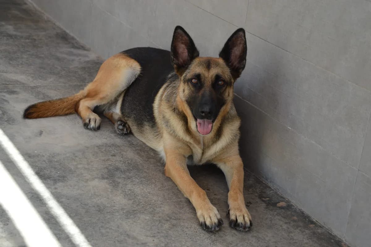 FREYA, female German Shepherd for adoption at SAT Animal Rescue Torrevieja