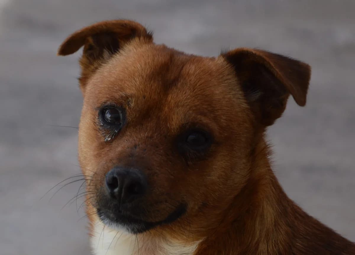 ILAN, male Mixed Breed for adoption at SAT Animal Rescue Torrevieja
