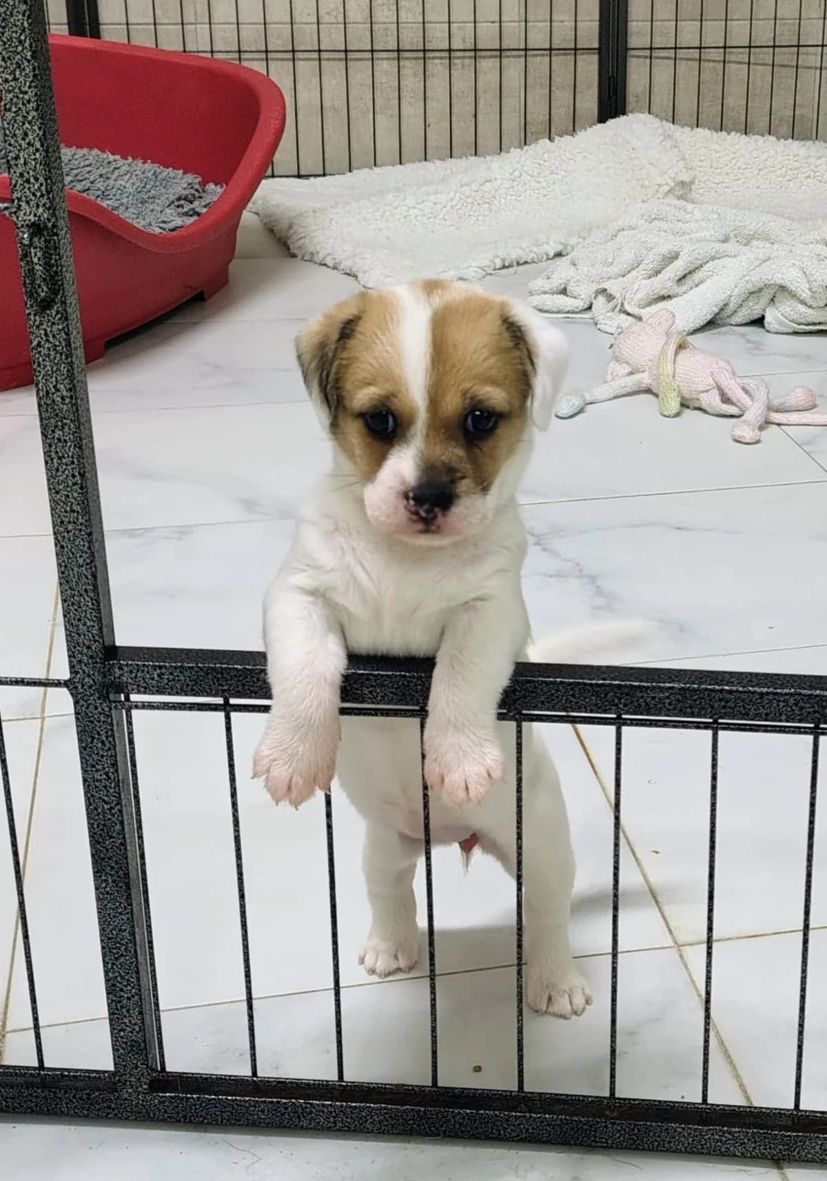 NAOMI, female Mixed Breed for adoption at SAT Animal Rescue Torrevieja