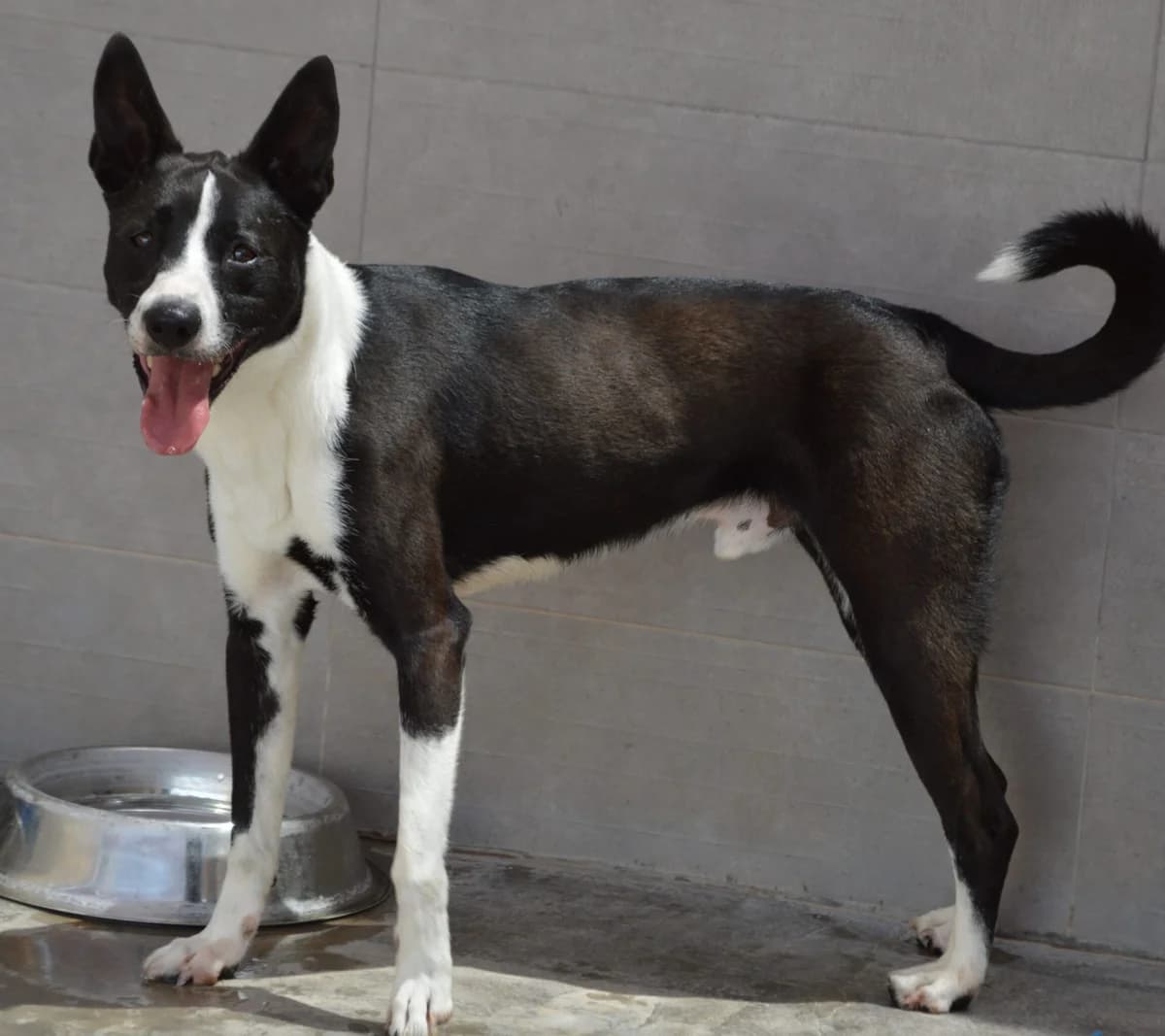 ROCKY, male Mixed Breed for adoption at SAT Animal Rescue Torrevieja