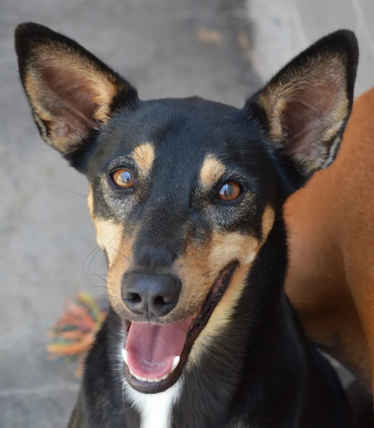 CHUPI, male Mixed Breed for adoption at SAT Animal Rescue Torrevieja