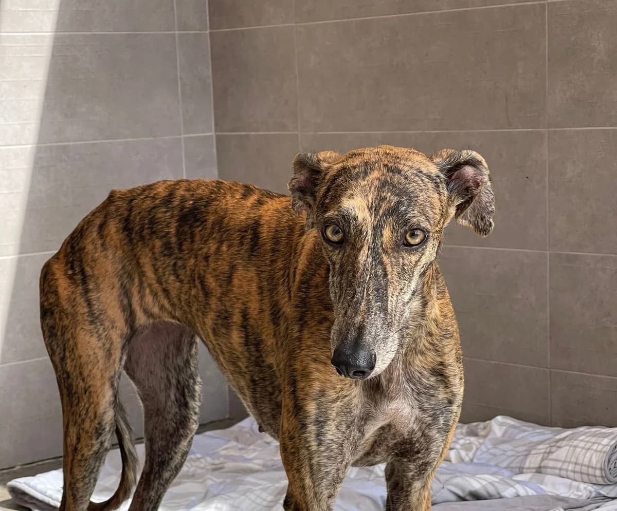 PALMA, female young Mixed Breed for adoption at SAT Animal Rescue Torrevieja