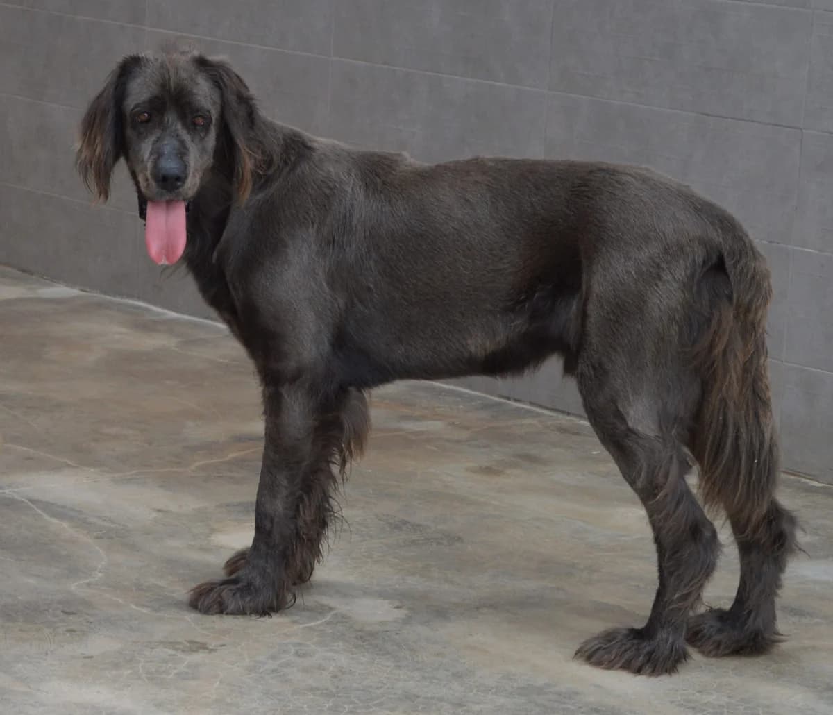 COBRA, male Mixed Breed for adoption at SAT Animal Rescue Torrevieja