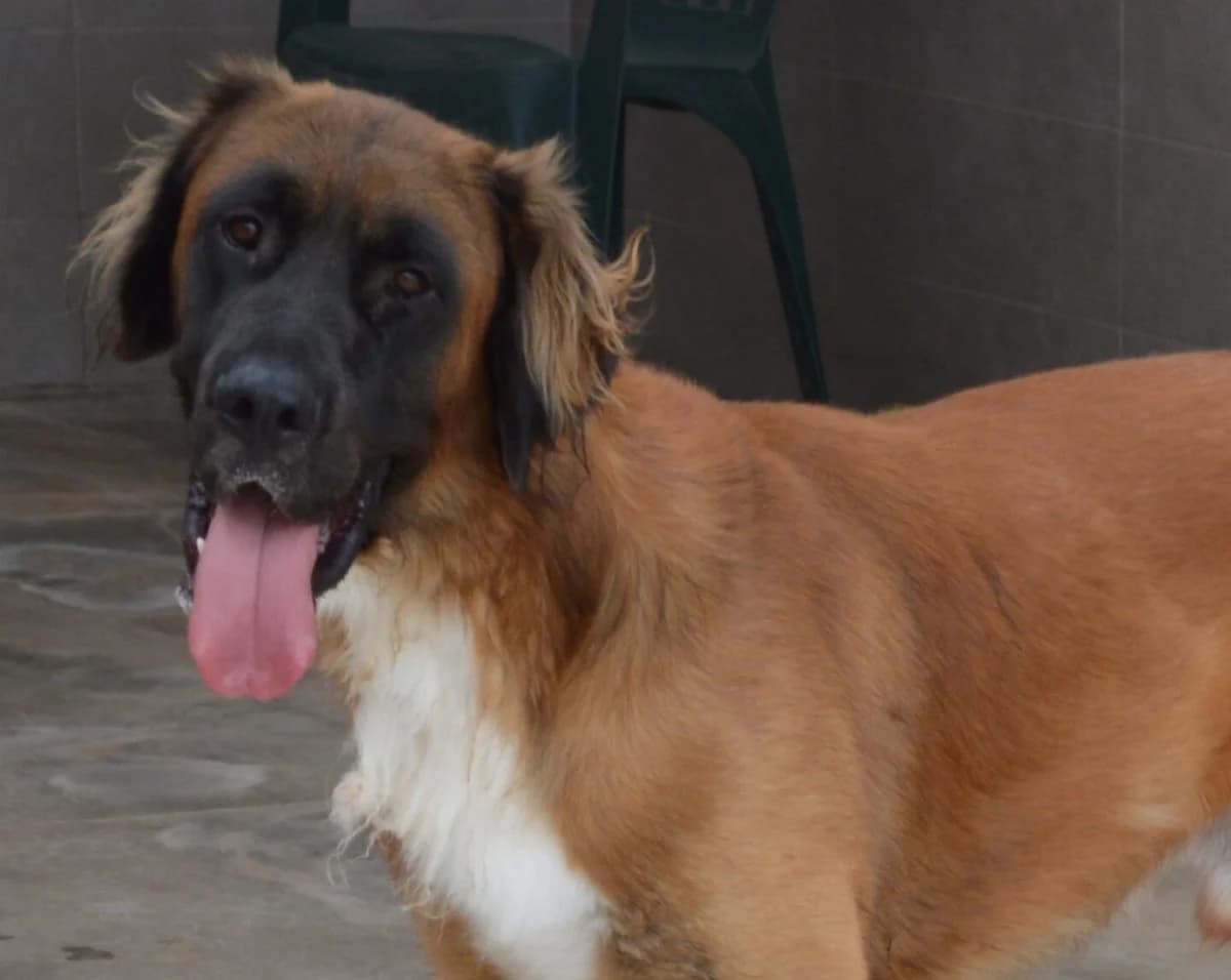 COLT, male Mixed Breed for adoption at SAT Animal Rescue Torrevieja