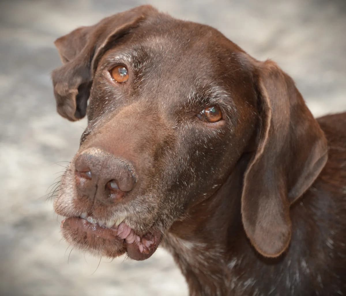 DANA, female Mixed Breed for adoption at SAT Animal Rescue Torrevieja