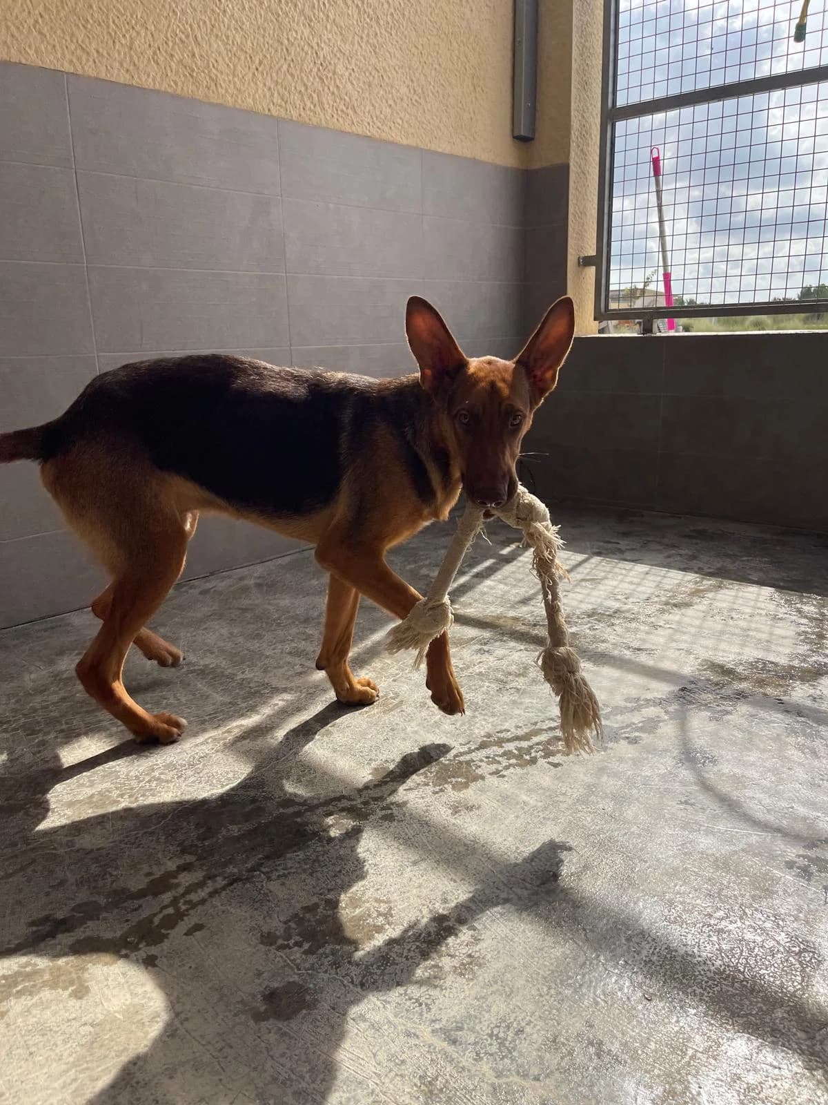 RUDI, male puppy Mixed Breed for adoption at SAT Animal Rescue Torrevieja