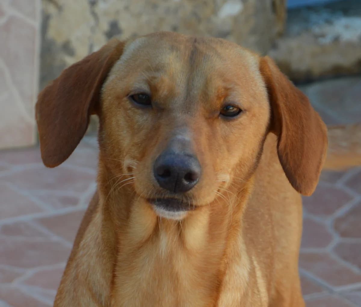 FRANKIE, female 6yo Mixed Breed for adoption at SAT Animal Rescue Torrevieja