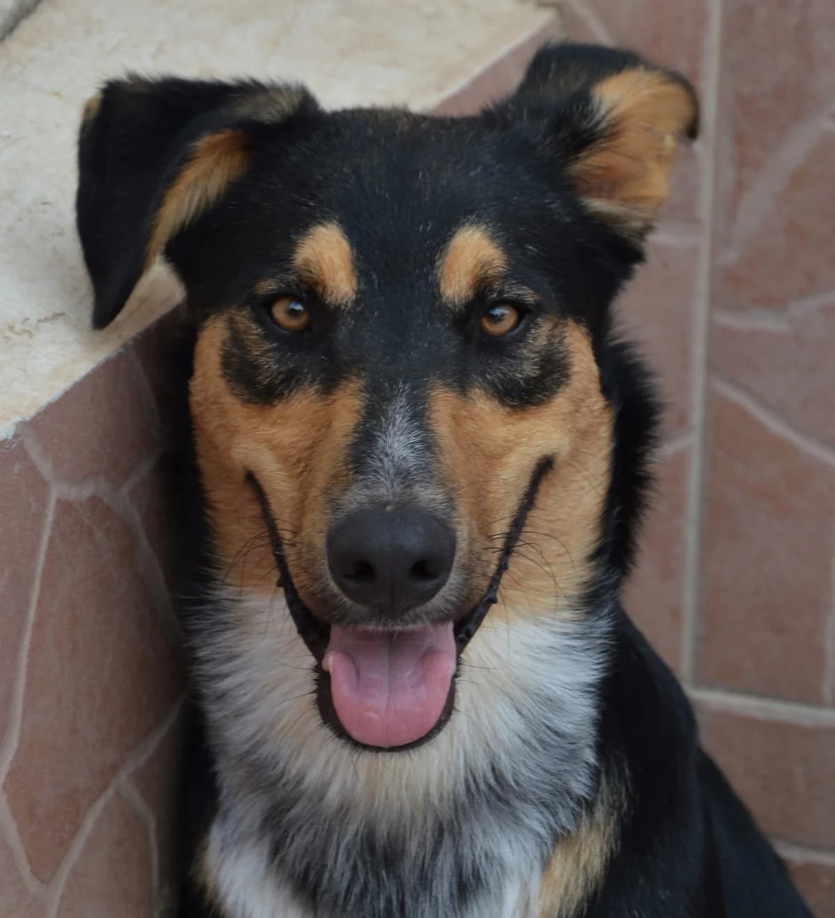 ELMO, male 5yo Mixed Breed for adoption at SAT Animal Rescue Torrevieja