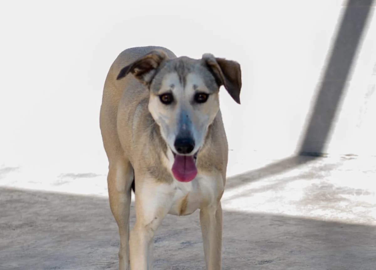 NUIT, female 5yo Mixed Breed for adoption at SAT Animal Rescue Torrevieja