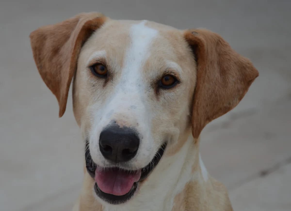 LEXI, female Mixed Breed for adoption at SAT Animal Rescue Torrevieja