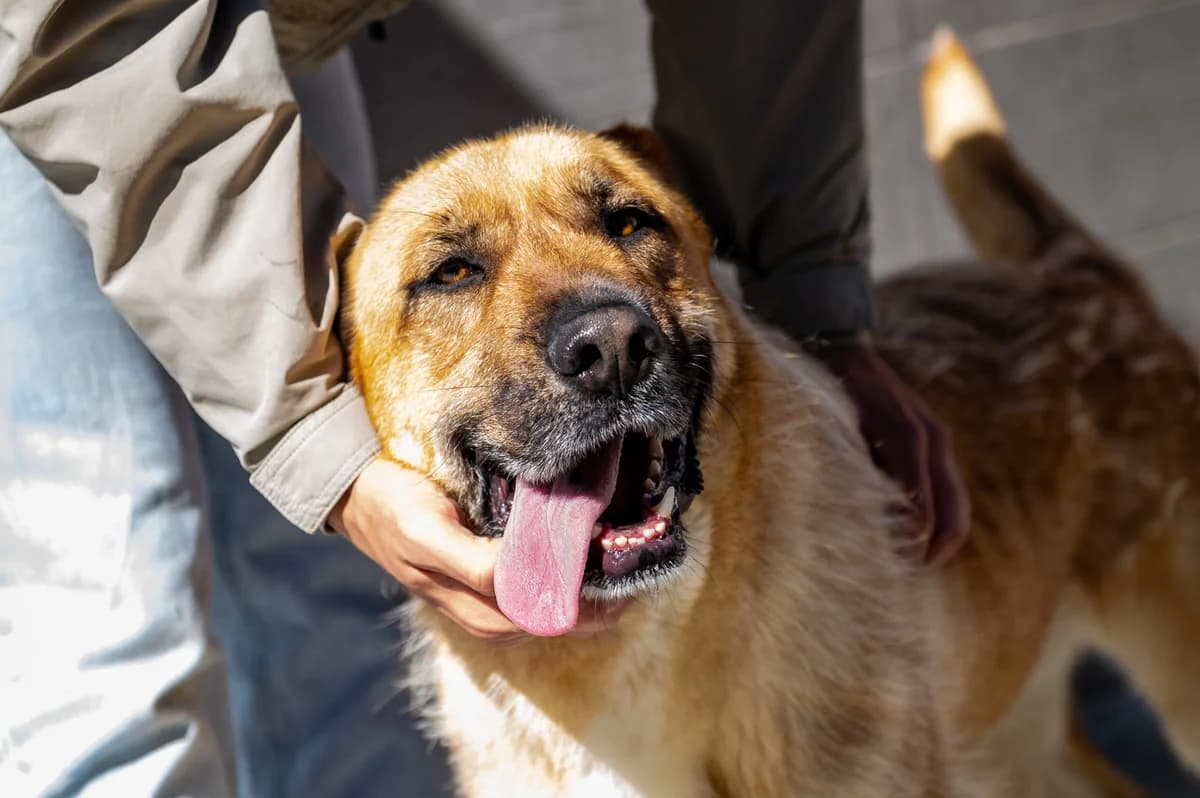 TYSON, male 3yo Mixed Breed for adoption at SAT Animal Rescue Torrevieja