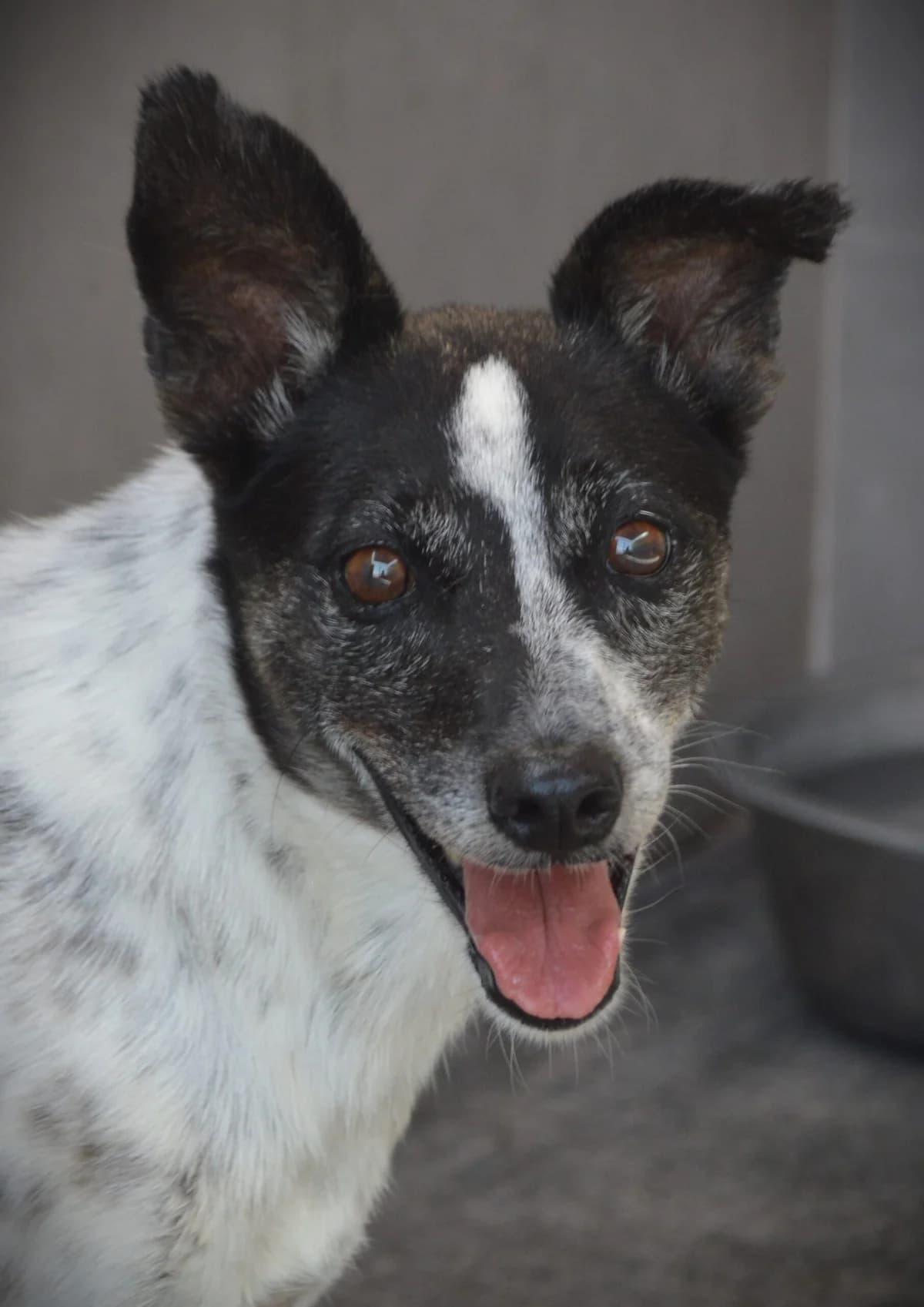 MALEFICA, female 4yo Mixed Breed for adoption at SAT Animal Rescue Torrevieja