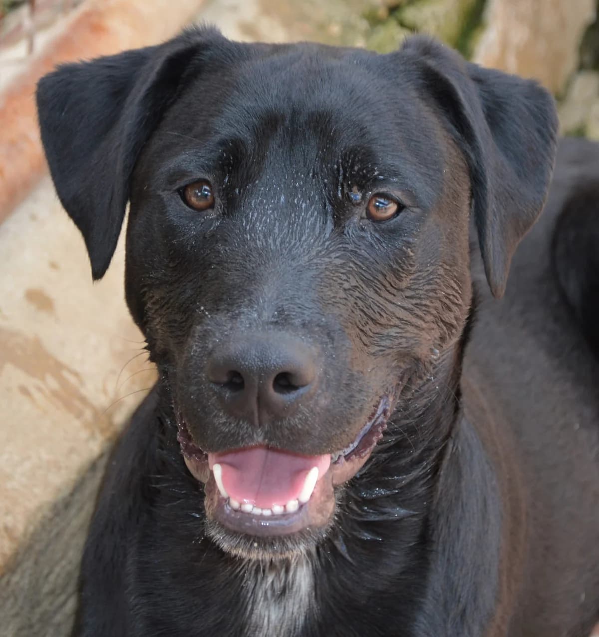 GINMARE, male 4yo Mixed Breed for adoption at SAT Animal Rescue Torrevieja