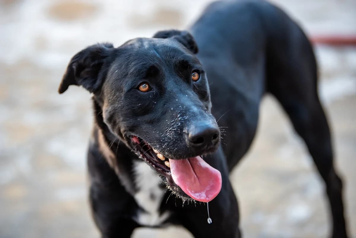ABSOLUT, male 4yo Mixed Breed for adoption at SAT Animal Rescue Torrevieja