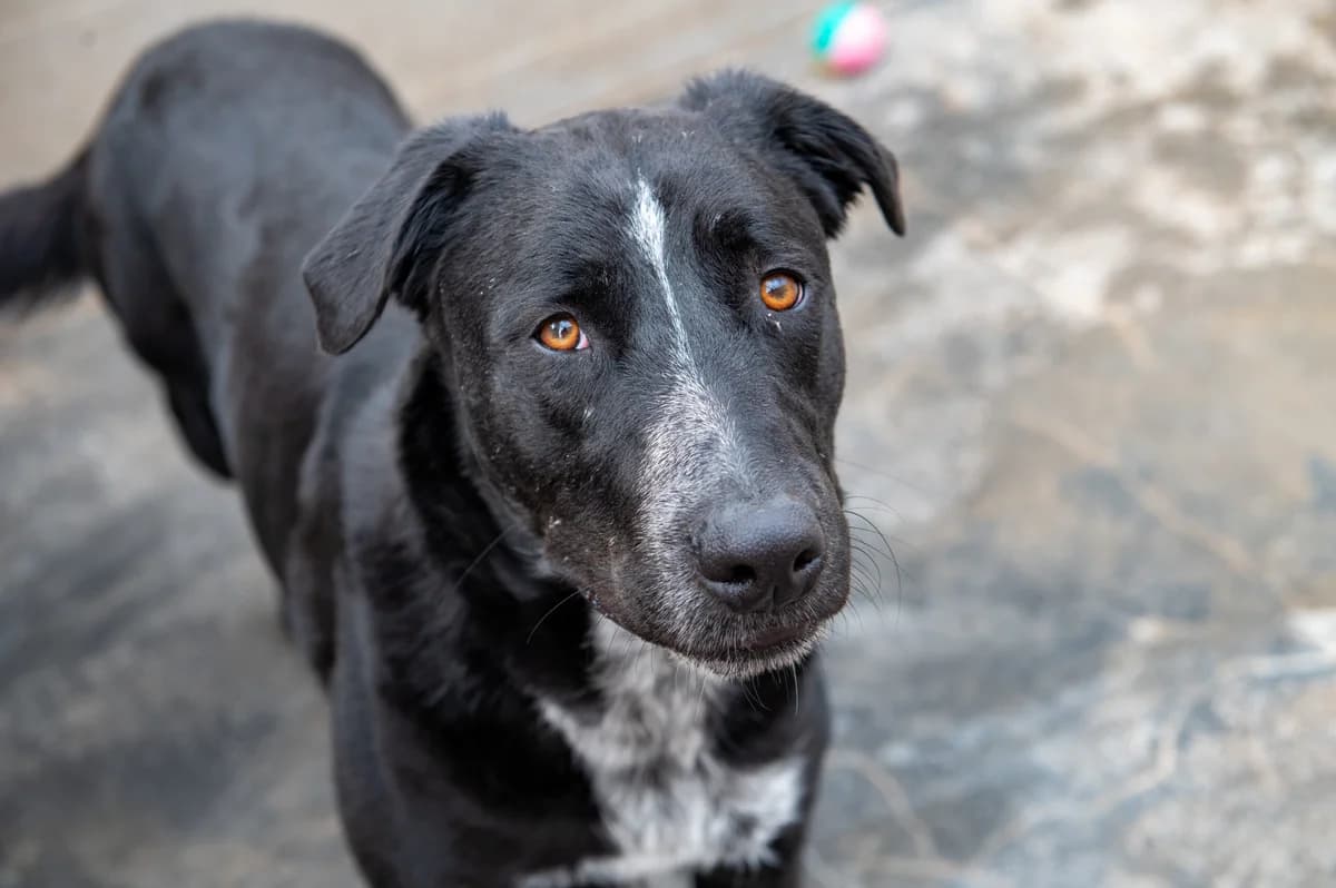 NORDES, male 4yo Mixed Breed for adoption at SAT Animal Rescue Torrevieja