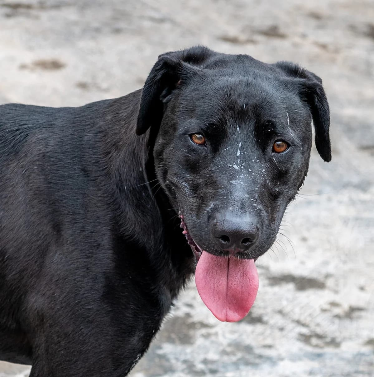 BROCKMAN, male 4yo Mixed Breed for adoption at SAT Animal Rescue Torrevieja