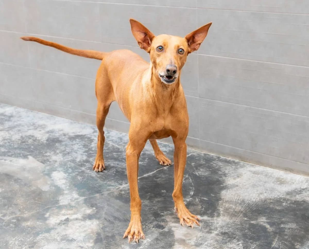 PENELOPE, female Mixed Breed for adoption at SAT Animal Rescue Torrevieja