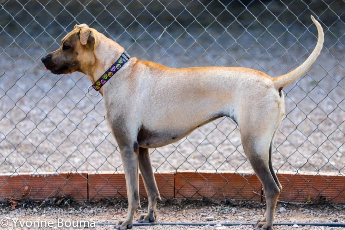 07/21 JEMIMA, Marron y Miel female Shar Pei for adoption at SCAN Costa Blanca