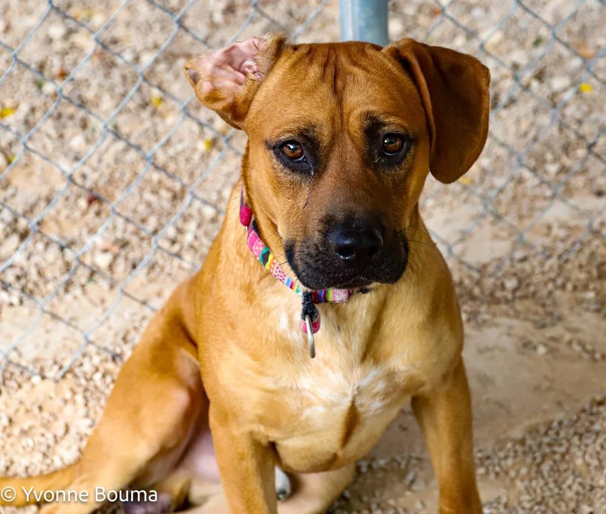Ben, Brown male Mixed Breed for adoption at SCAN Costa Blanca