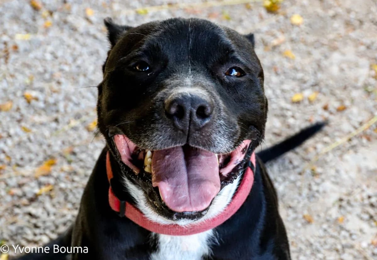 Blackie, Black male 6yo Staffordshire Bull Terrier for adoption at SCAN Costa Blanca