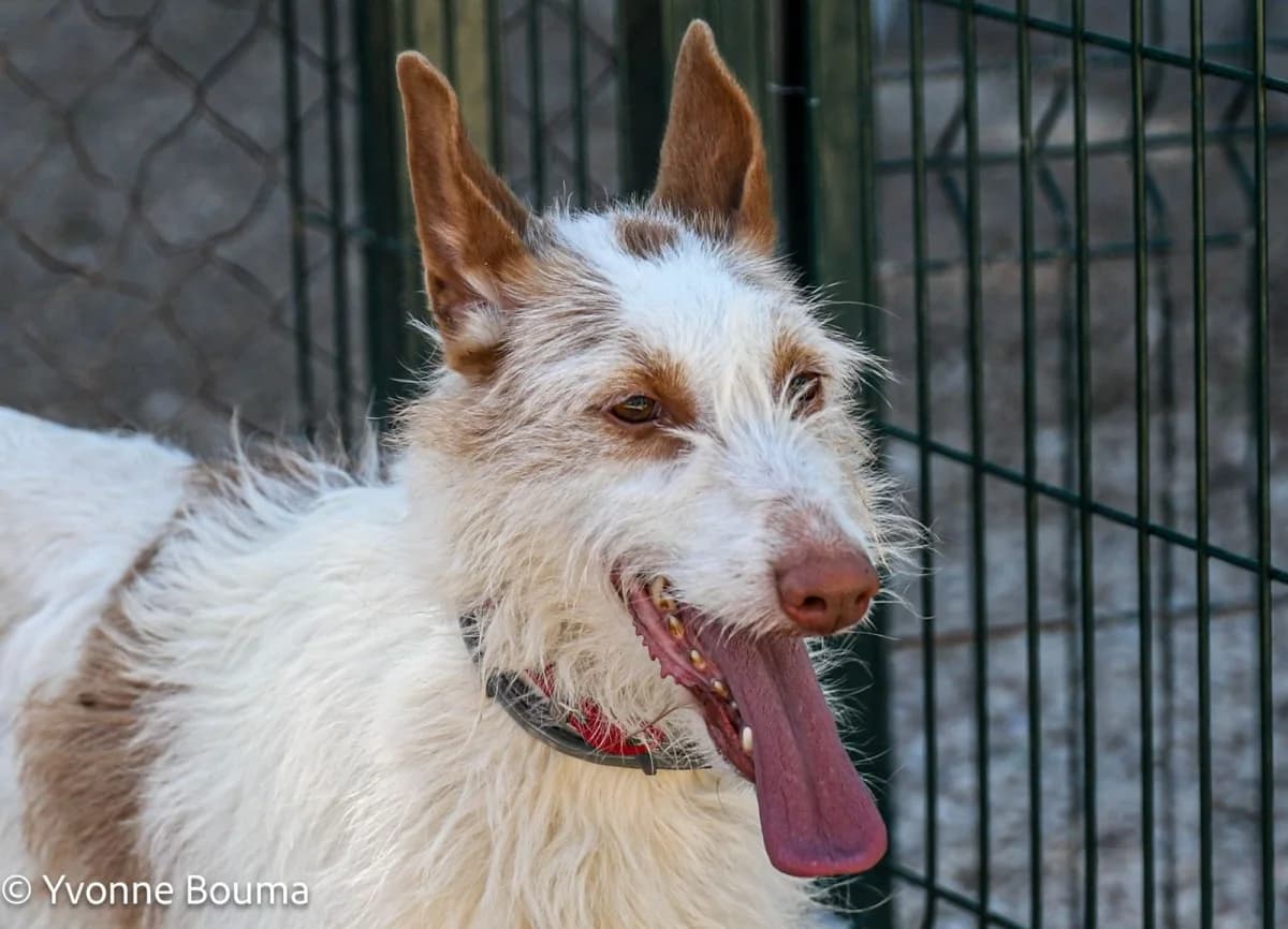 Blanca, White Long Haired female 3yo Podenco for adoption at SCAN Costa Blanca