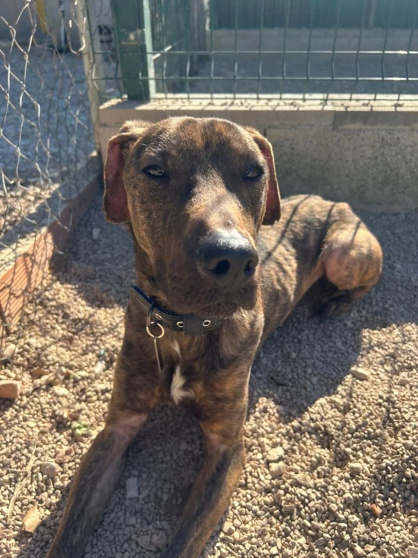 Dante, Brindle male puppy Mixed Breed for adoption at SCAN Costa Blanca