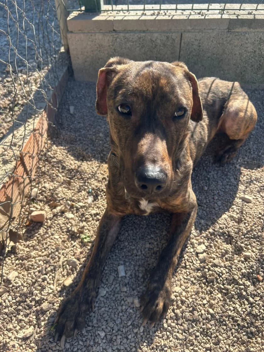 Dante, Brindle male young Mixed Breed for adoption at SCAN Costa Blanca