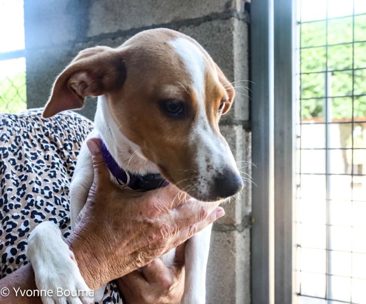 Darling Daisy, Tan and White female puppy mixed breed for adoption at SCAN Costa Blanca