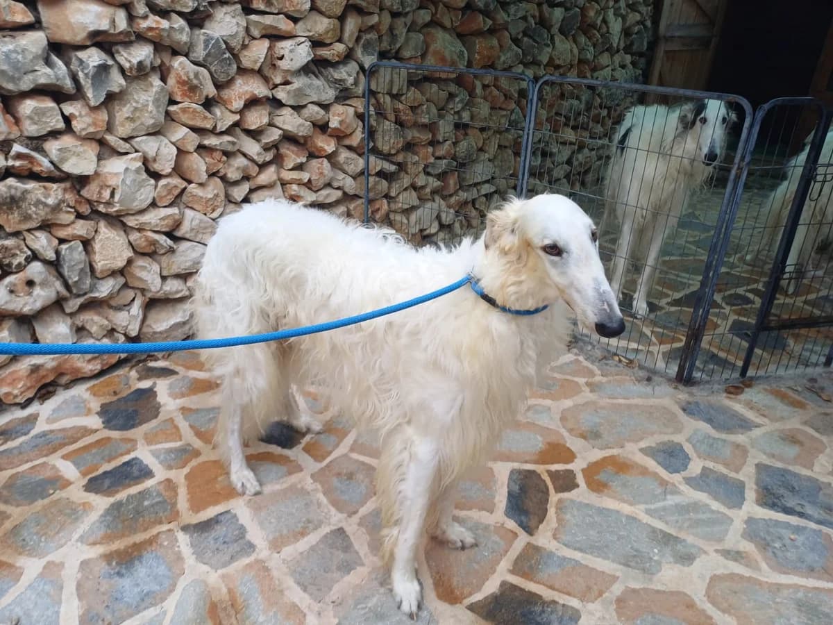 Deshde, White female senior mixed breed for adoption at SCAN Costa Blanca