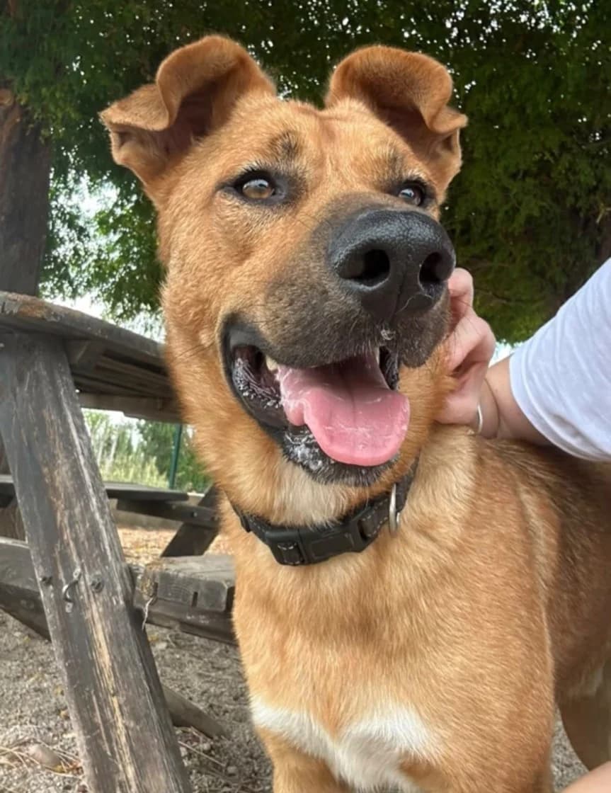 Fonsi, Brown male young Mixed Breed for adoption at SCAN Costa Blanca