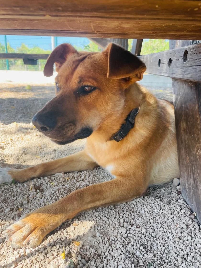 Fonsi, Brown male young Mixed Breed for adoption at SCAN Costa Blanca