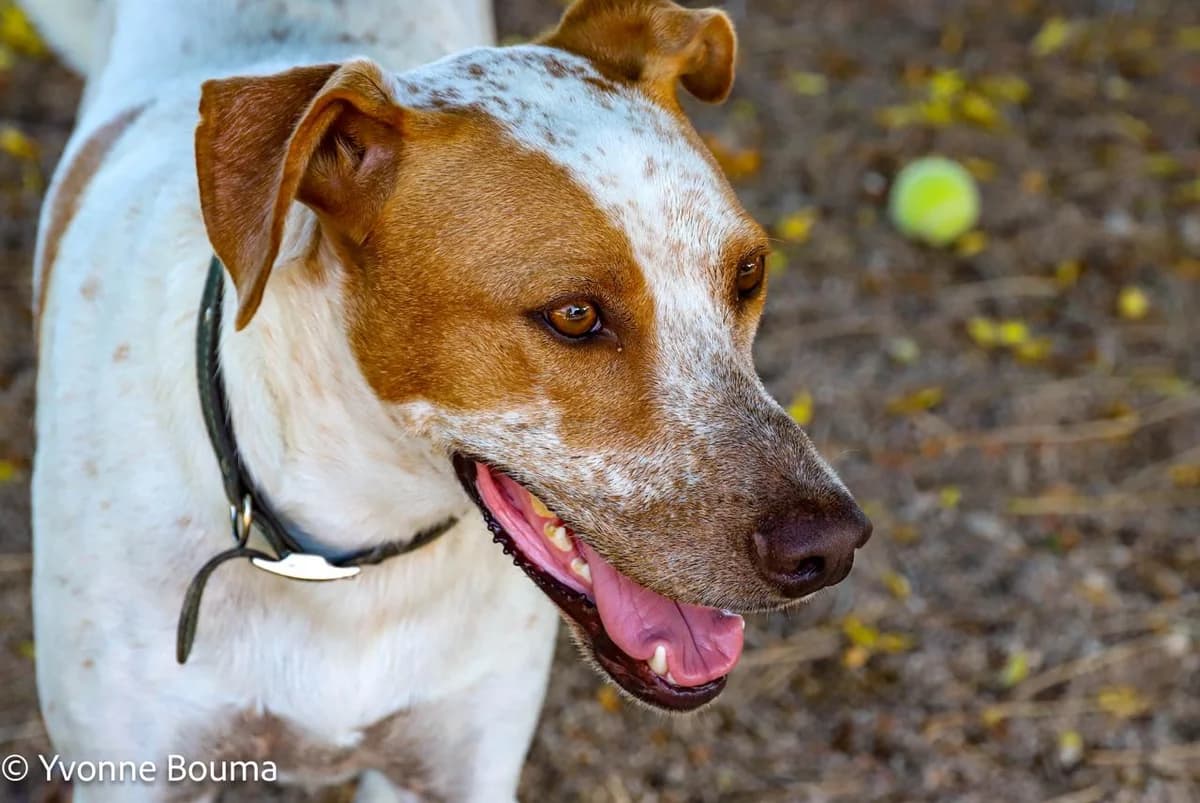 Fred, Brown and White male young mixed breed for adoption at SCAN Costa Blanca