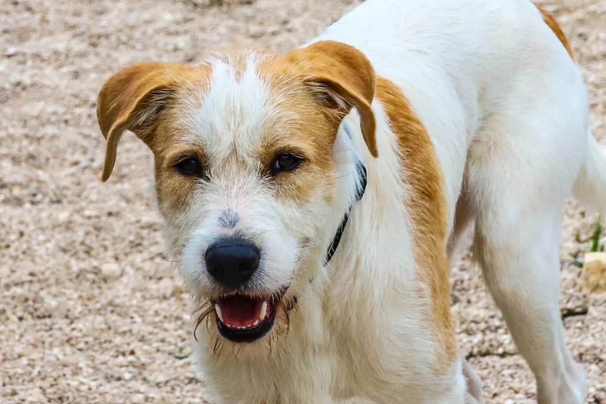 Houdini, male Mixed Breed for adoption at SCAN Costa Blanca