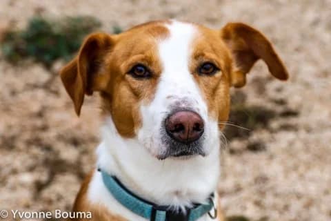 Jasper, CARAMEL AND WHITE male 3yo Mixed Breed for adoption at SCAN Costa Blanca