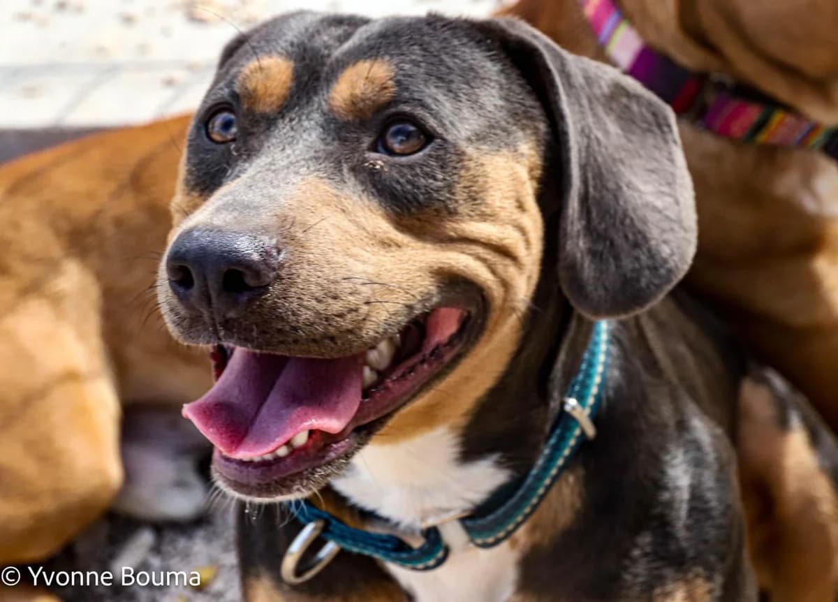 Jerry, Brown and Black male Mixed Breed for adoption at SCAN Costa Blanca