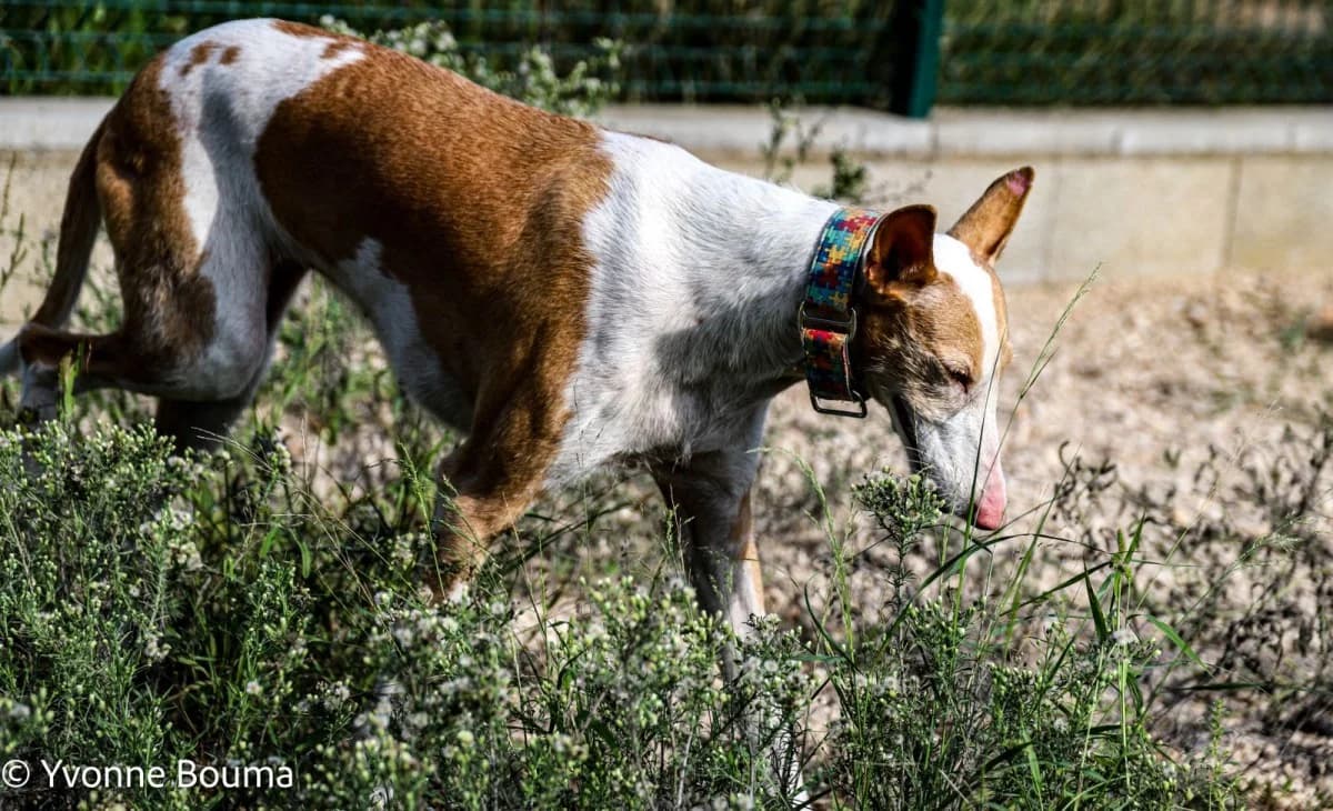 Ligera, Caramell and white female 6yo Podenco for adoption at SCAN Costa Blanca