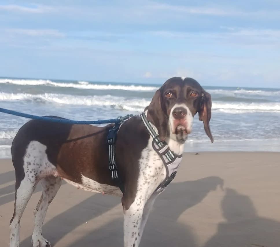 Lizzie, Brown and white female senior Mixed Breed for adoption at SCAN Costa Blanca